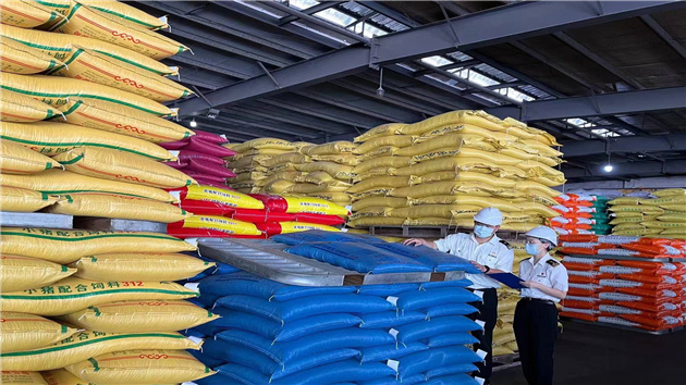 香港乳豬吃上廣州從化的優質「口糧」