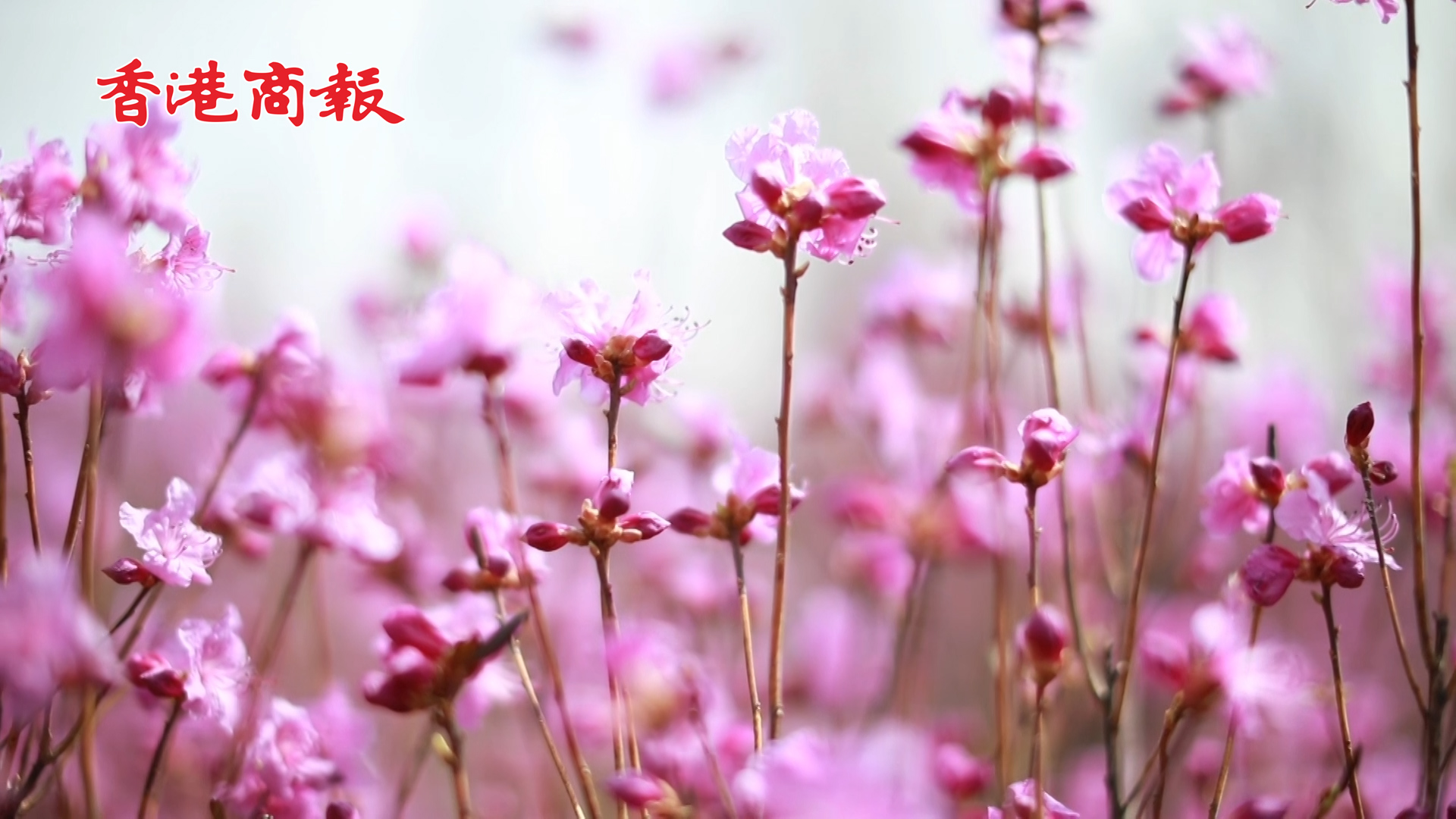 【萬水千山總是情】有片丨杜鵑漫野 花漾黑河 