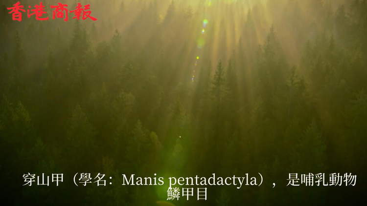 【萬水千山總是情】有片 | 穿山甲頻頻現身惠州惠東烏禽嶂