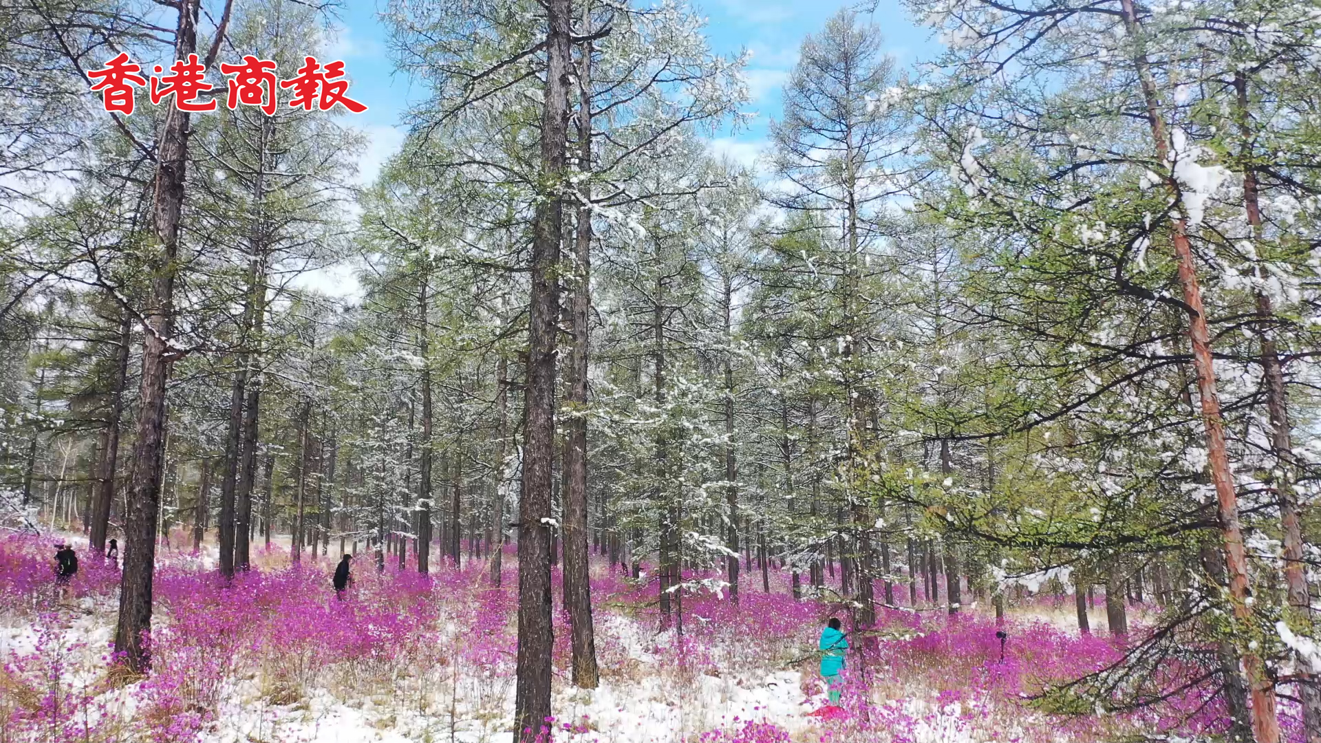 【萬水千山總是情】有片丨黑龍江大興安嶺：初夏映山紅遇上雪滿天