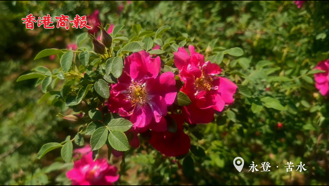 【萬水千山總是情】有片丨甘肅永登 玫瑰綻放