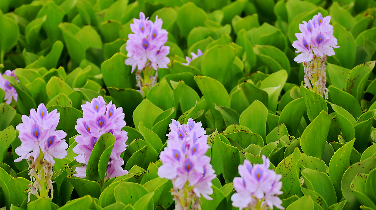 圖集 | 鳳眼藍盛開成花海 吸引愛花者同攝影發燒友前來打卡