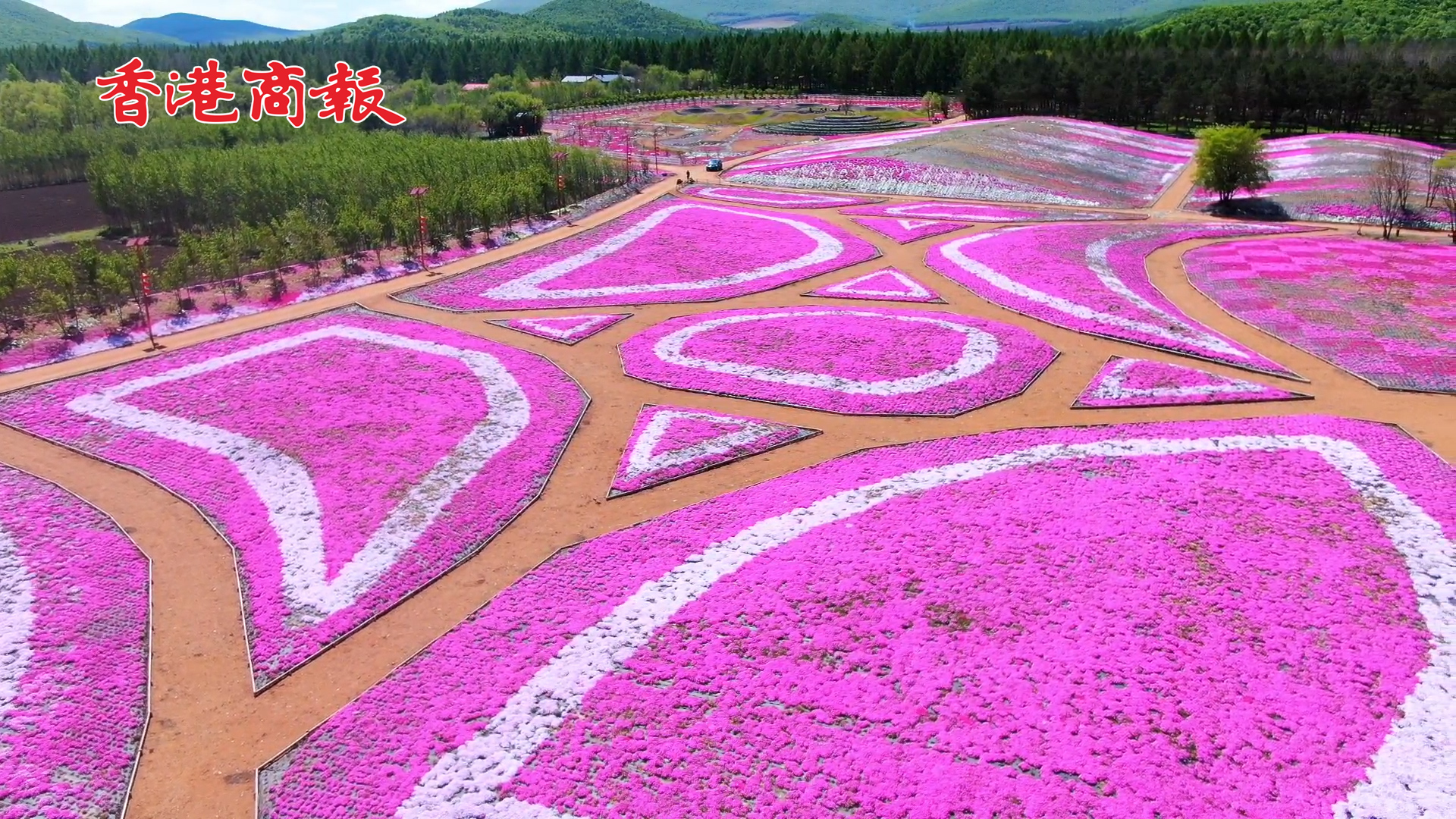  【萬水千山總是情】有片丨黑龍江寶清縣：「雲」上觀花海  一攬芝櫻芳華