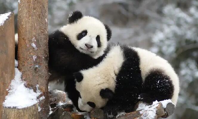 中國重點野生動植物保護率達74% 今年將新設立一批國家公園