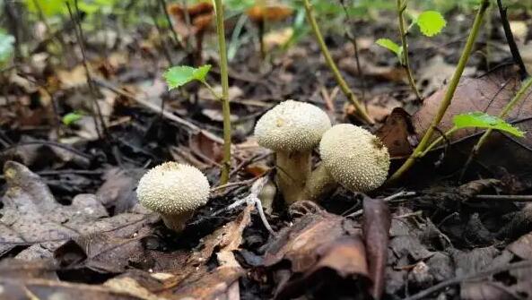 《中國生物物種名錄》2022版發布 較2021版新增10343個物種及種下單元