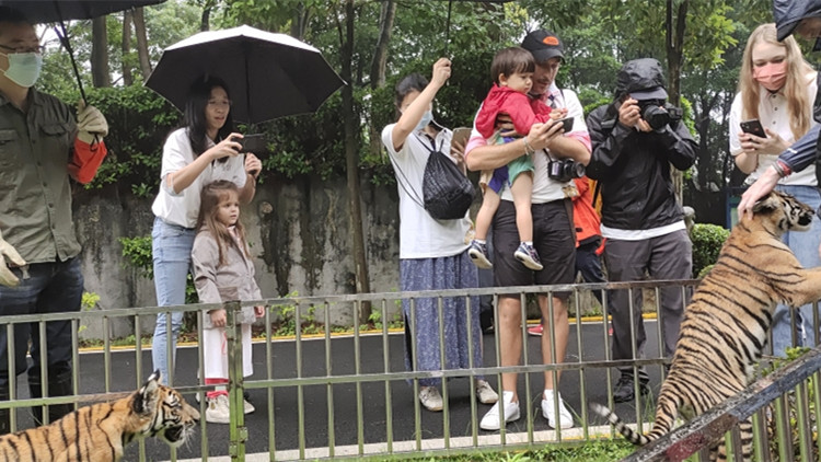 國際志願者團隊韶關開展守護華南虎活動