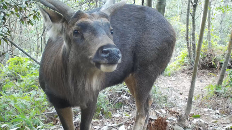 【萬水千山總是情】廣東唯一！南雄野生動物水鹿入圍央視第五屆《秘境之眼》32強
