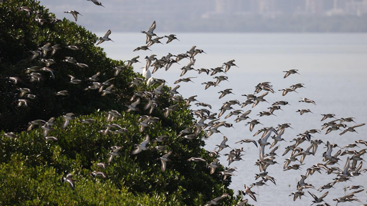 有片丨深港河套候鳥通道「魚翔淺底鷗鷺齊飛」