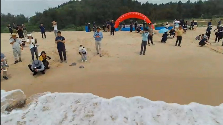 【萬水千山總是情】43隻人工繁育野化後的海龜放歸大海