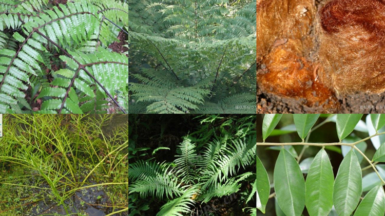 【萬水千山總是情】保護生物多樣 深圳寶安在行動