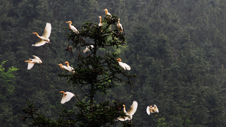 廣東：加大動植物保護力度 實施重點物種保護工程