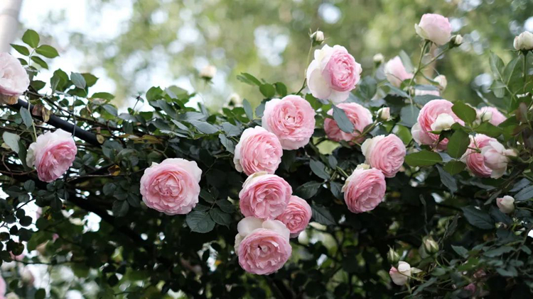 【萬水千山總是情】有片｜「薔薇花開」共赴崔崗五月天