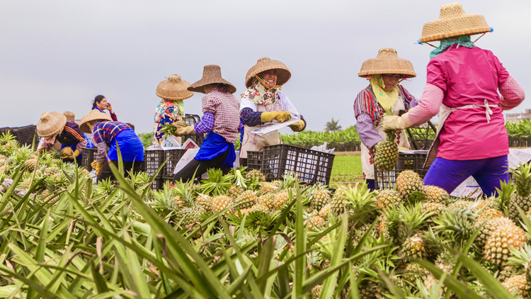 「12221」：廣東鄉村振興的數字密碼 讓農民兄弟樂開了花