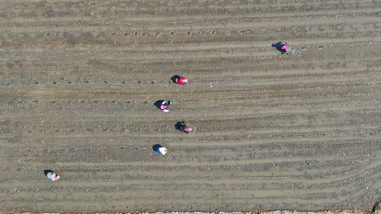 最高檢發布案例保護「耕地中的大熊貓」