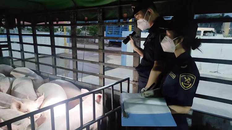 斗門海關啟用過駁站兩年供澳活豬超11萬頭