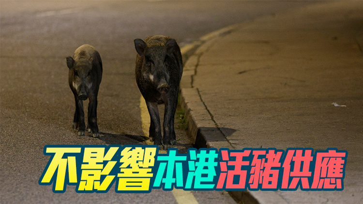 本港一野豬屍體對非洲豬瘟病毒呈陽性反應