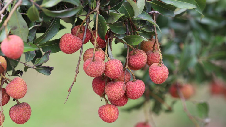 可定製可拍賣 解鎖茂名荔枝的新鮮玩法