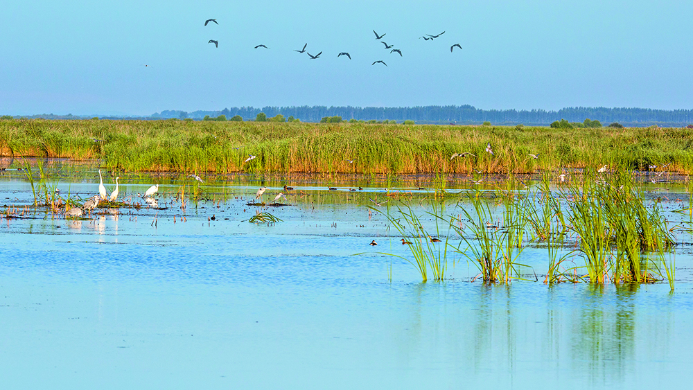 【萬水千山總是情】黑龍江七星河濕地 40萬候鳥築巢安家