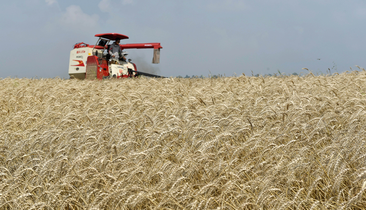 糧農組織食品價格指數5月小幅下降