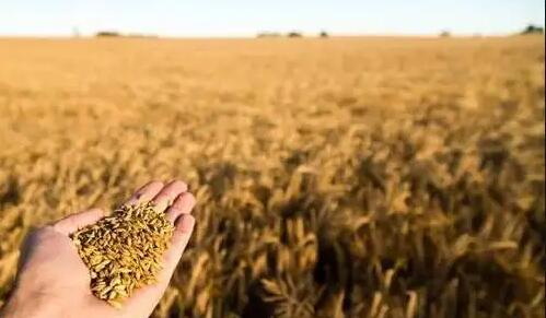 普京：對俄新制裁只會使世界糧食和化肥市場繼續惡化