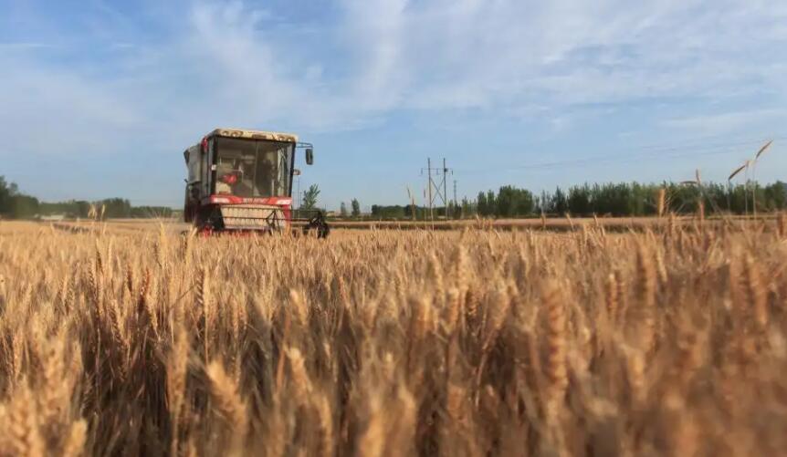 我國收獲小麥超1億畝 日機收面積超2000萬畝