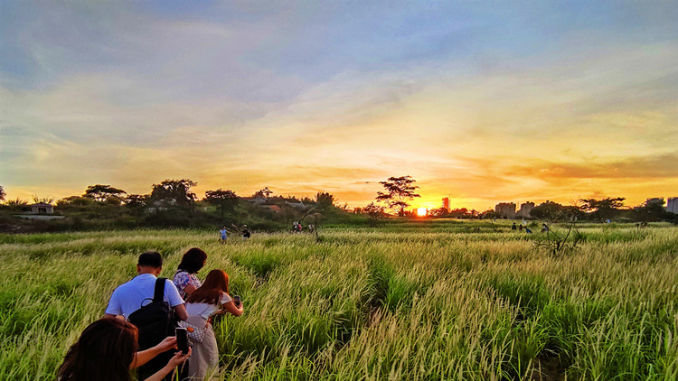 圖集 | 坪洋村白茅草盛開 港版「彩虹眷村」吸引大批遊人