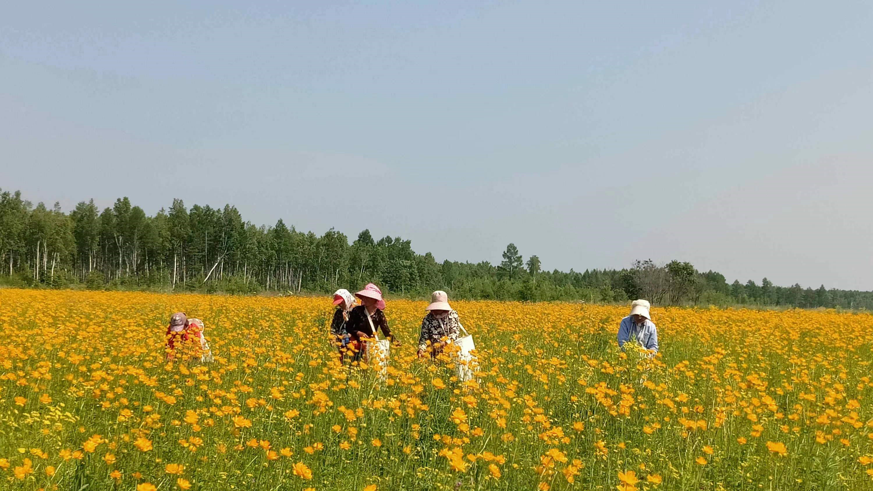 黑龍江呼瑪：打造中國北緯52°寒地龍藥基地 擦亮「金蓮花之鄉」金字招牌