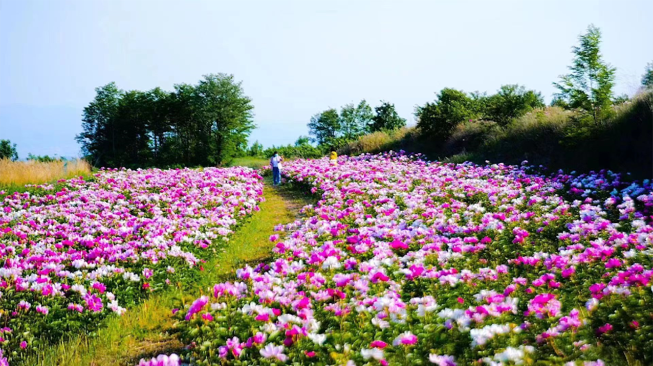 山西平陸縣上村：「俏芍藥」讓老百姓踏上致富快車道