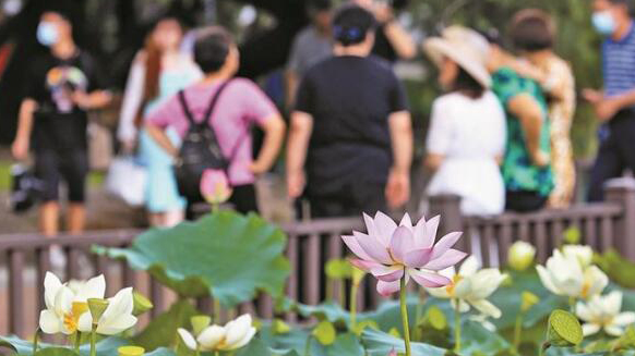 2022深圳荷花展16日開幕