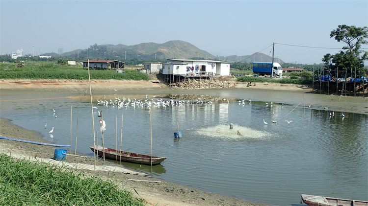 香港觀鳥會促請政府及早規劃保生態