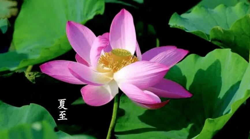 21日17時14分夏至：盛夏來臨