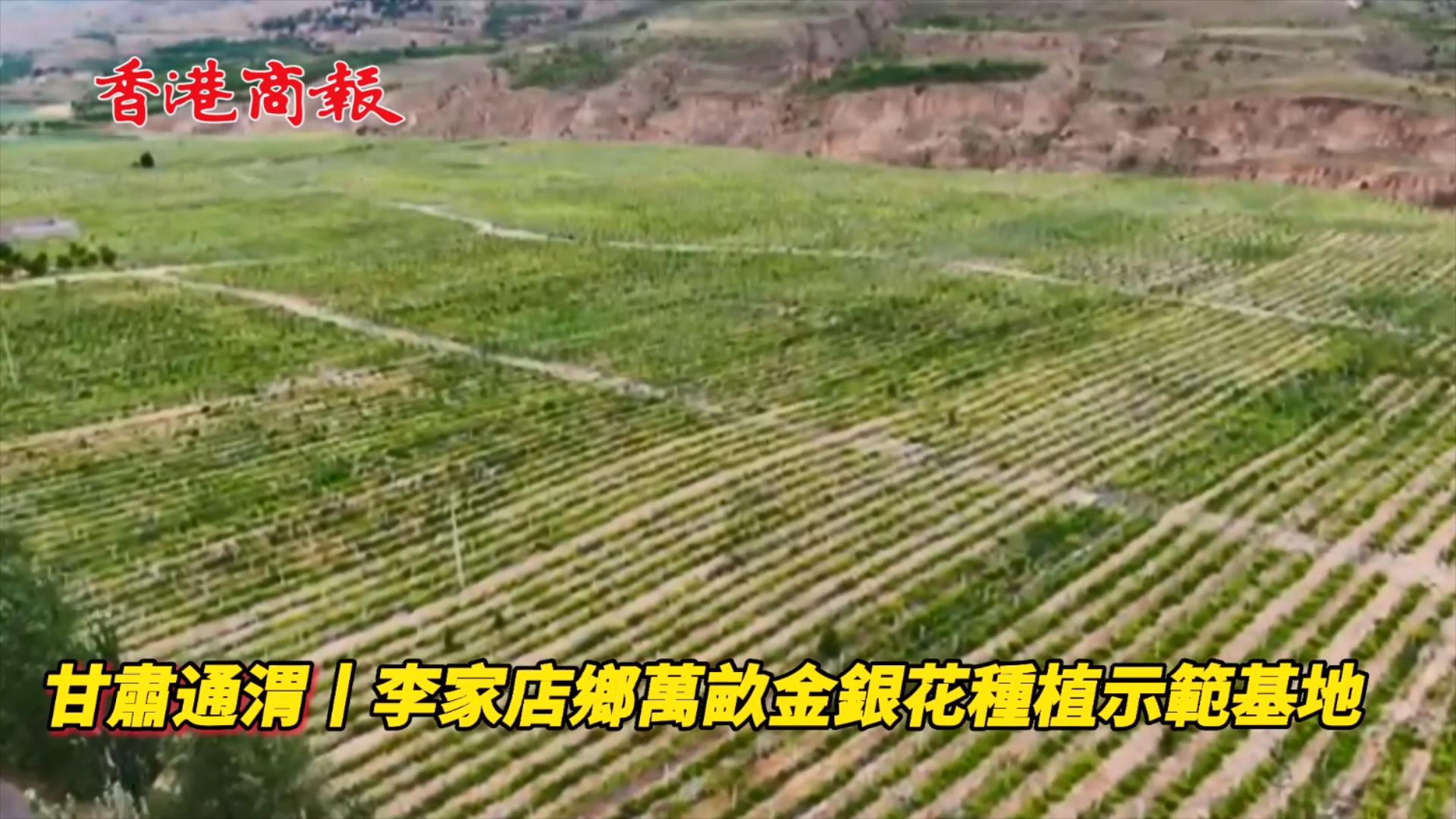 產值料破6億 甘肅通渭「花式」撐振興