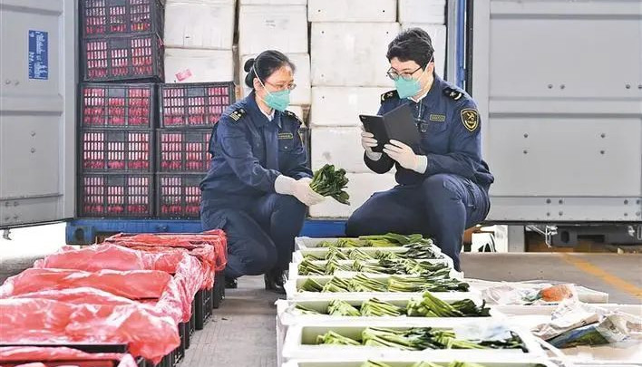 【深港雙城記】二十五載如一日 深圳年均供港蔬菜63萬噸