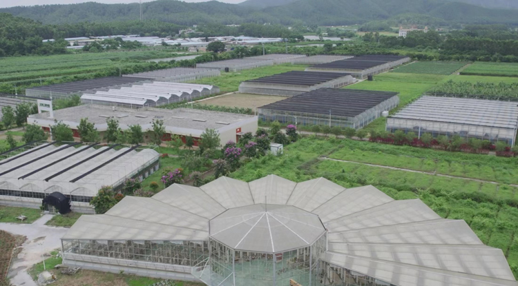 【擁抱大灣區】40萬人次觀看香港青年僑鄉江門創業故事