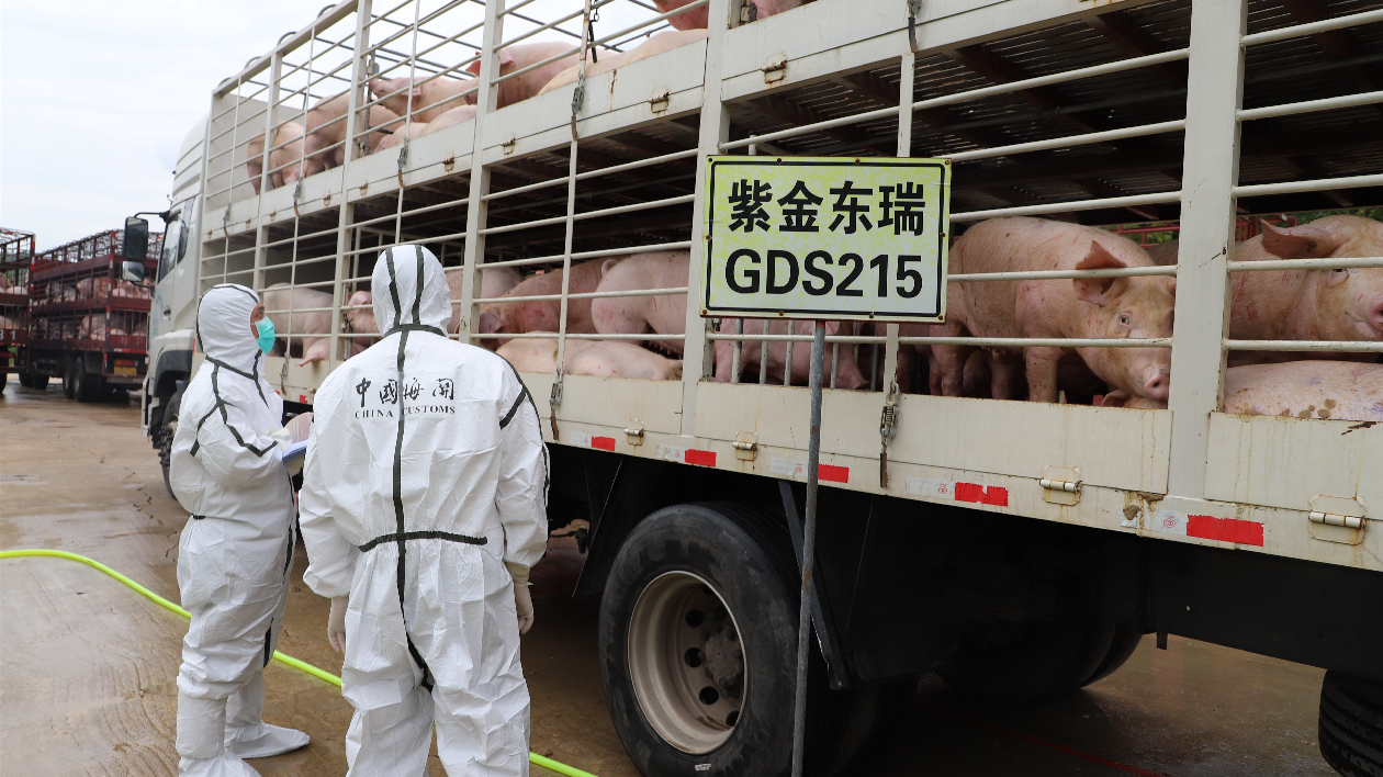 同飲一江水，25載供港情  海關支持河源供港活豬保質增量