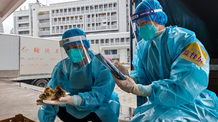【深港雙城記】「綠色生命線」 日均供港鮮活產品4千多噸
