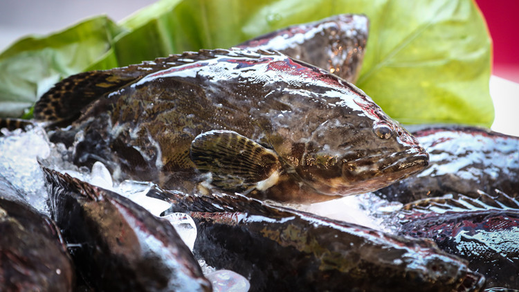 輸大陸石斑魚被曝「借牌」養殖 國台辦指台應加強源頭監管