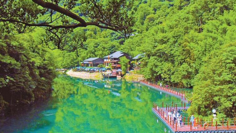 【萬水千山總是情】祁門「生態王國」奏響林下經濟「交響曲」