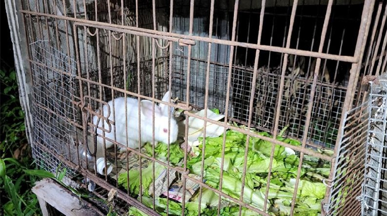 上水男村屋放售寵物兔 衞生惡劣涉嫌虐待被捕