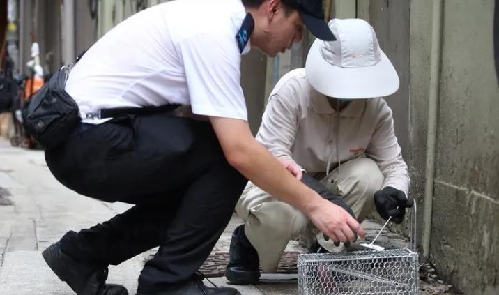 全港第二期滅鼠運動今展開 首輪行動捕1024隻老鼠