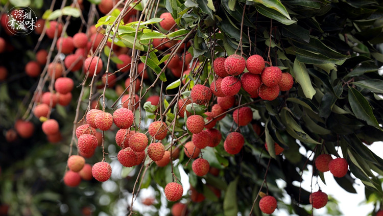 有片 | 深圳有滋味（雙語版）第38期：不可能錯過你，「荔」夏