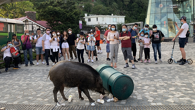 漁農界支持政府修例禁餵野豬 反對任何餵飼式保育
