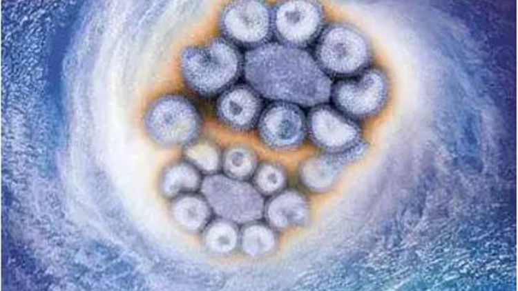 我國發現新型重組豬流感病毒 具有人畜共患病傳播可能