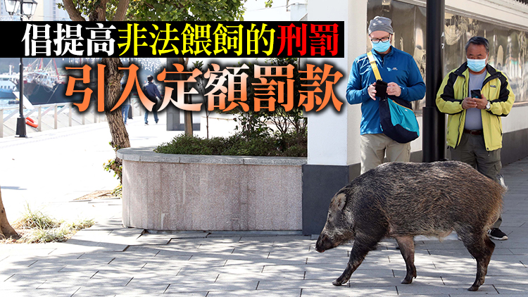 謝展寰：野豬滋擾情況仍嚴重 擬擴展禁餵區至全港範圍