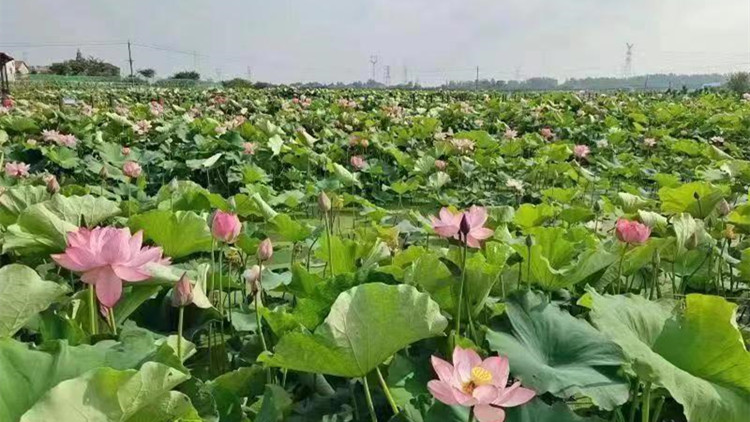 田田藕花開滿鄉村幸福路