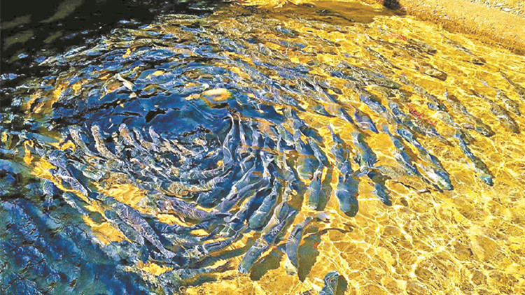 【萬水千山總是情】綠生態紅文化 繪製龍田畫卷