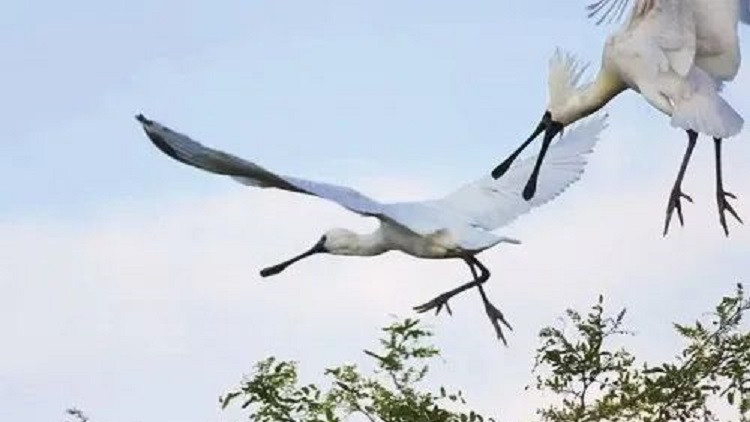 【萬水千山總是情】「黑面舞者」已連續9年現身遼寧盤錦