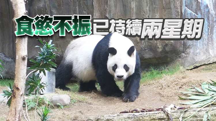 大熊貓「安安」抱恙 李家超籲市民齊齊集氣