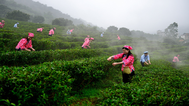 廣西桂平：古寺「老」茶「新」香