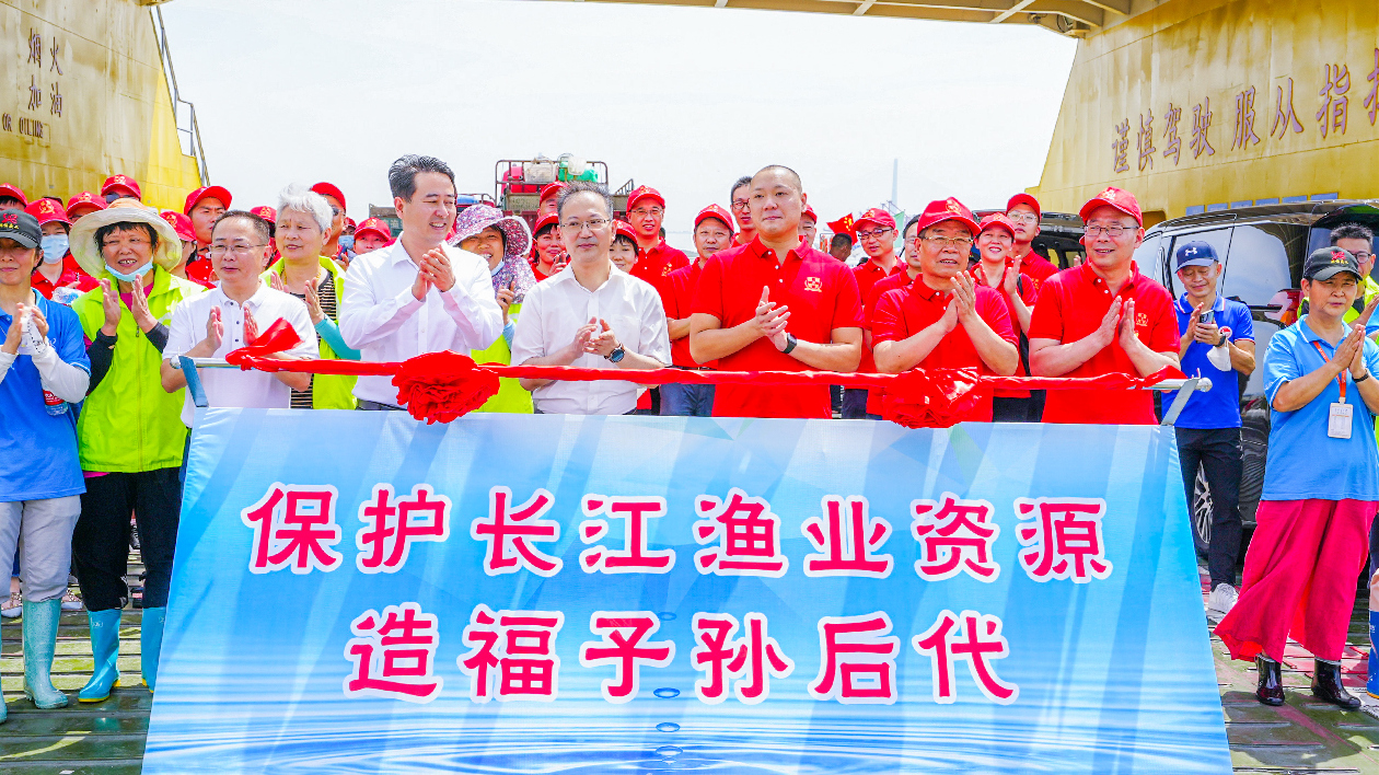 1.3米「水中國寶」中華鱘放歸長江